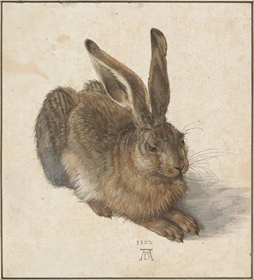 young hare