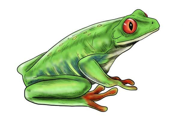 How to Draw a Frog – Drawing Tutorial for Artists of any Level