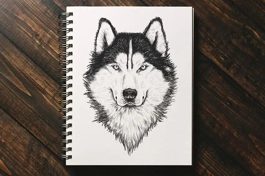 how to draw a wolf head front view