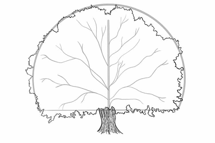 How to Draw a Tree - A Step-by-Step Tree Drawing Tutorial for Any Artist