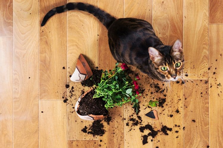 Best Glue for Ceramic How to Repair Porcelain and Ceramics