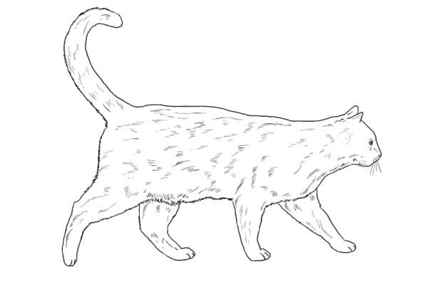 How to Draw a Cat - Sketch your Favorite Feline