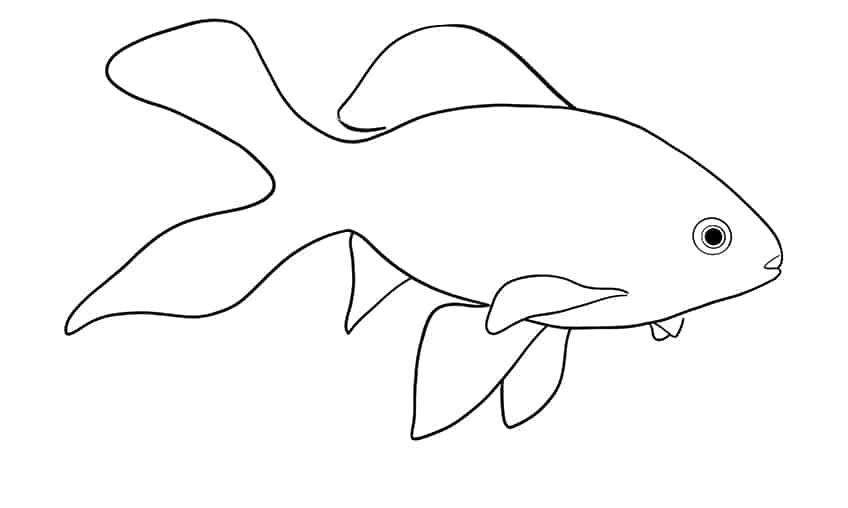 Goldfish Sketch 9
