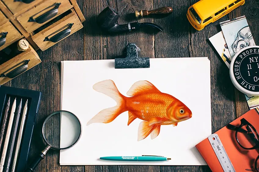 How to Draw a Goldfish