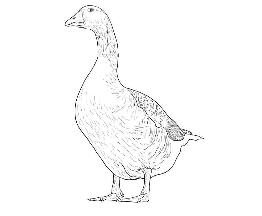 Goose Sketch 9