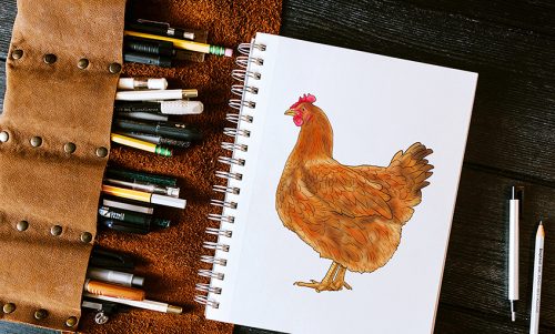 How to Draw a Chicken - An Easy Illustration Tutorial