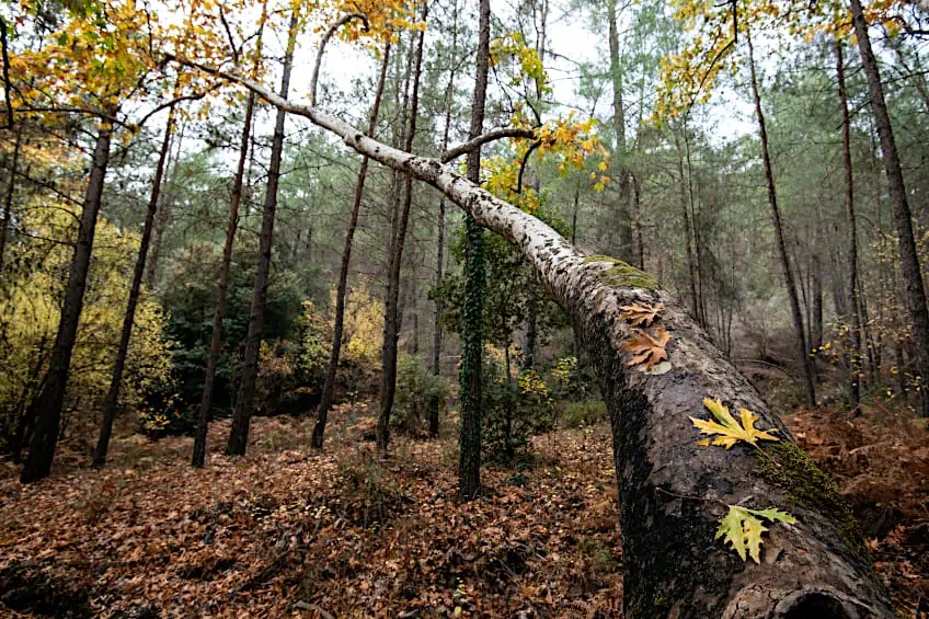 Maple Trees in Forest