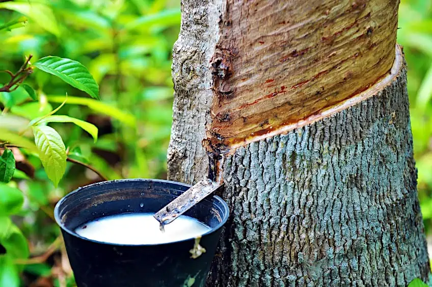 Tapping a Rubber Tree for Latex