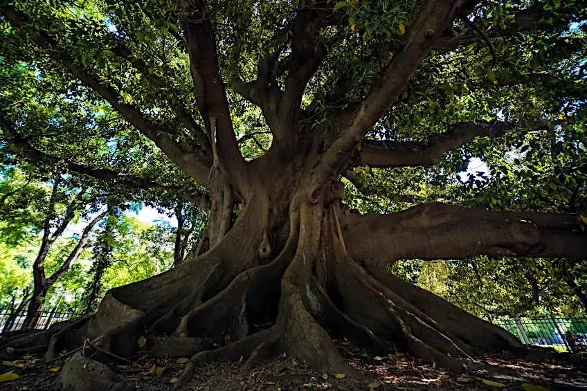 What is Rubberwood