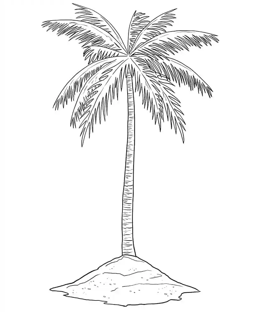 palm tree pencil drawing