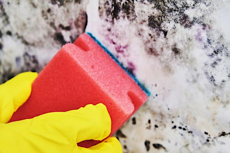 Can You Paint Over Mold? How to Fix Mold Damage for Good