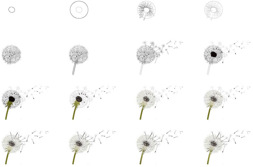 Dandelion Drawing Steps