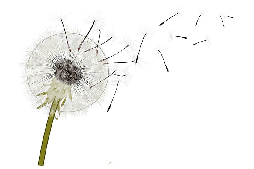 Dandelion Sketch 13