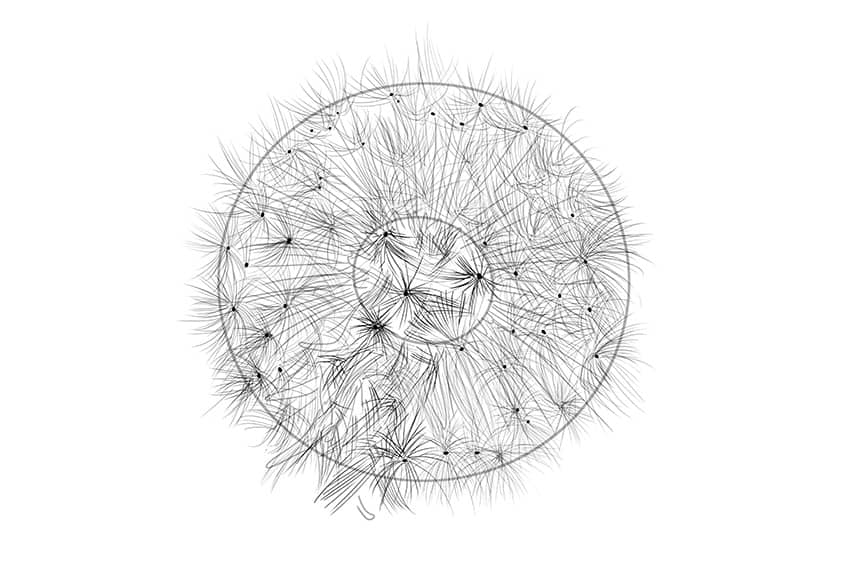 Dandelion Sketch 5