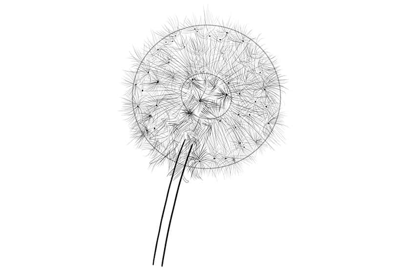 Dandelion Sketch 6