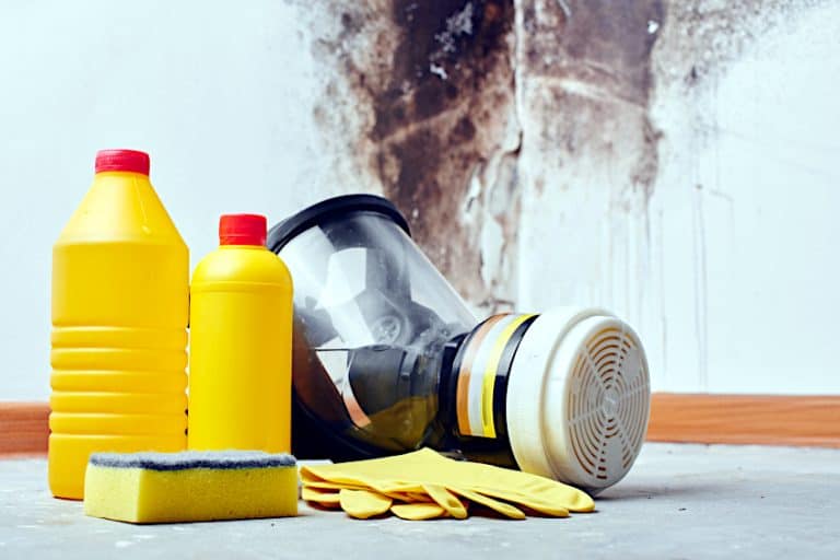 Can You Paint Over Mold? How to Fix Mold Damage for Good