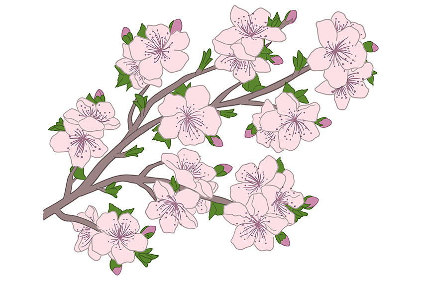 Cherry Blossom Sketch 10