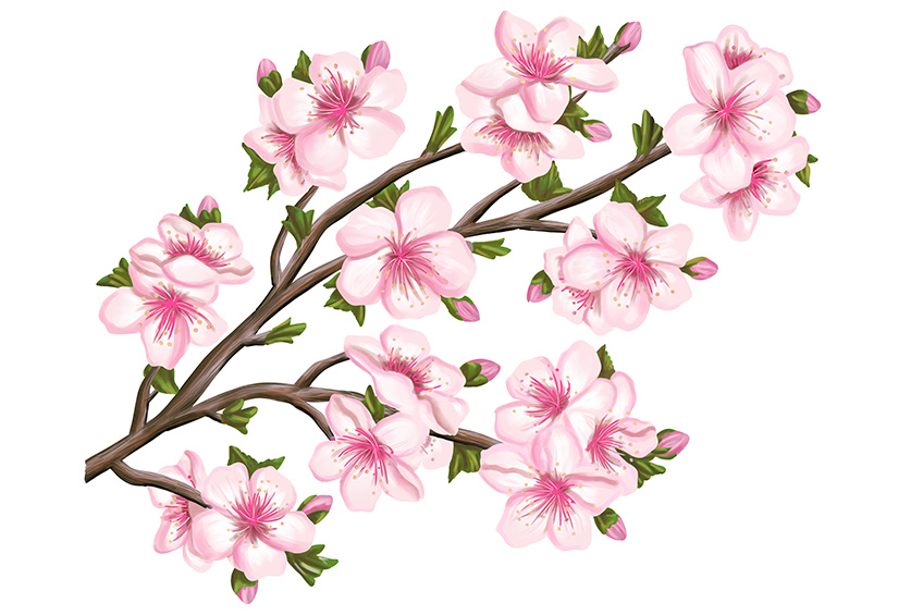 Cherry Blossom Sketch 28