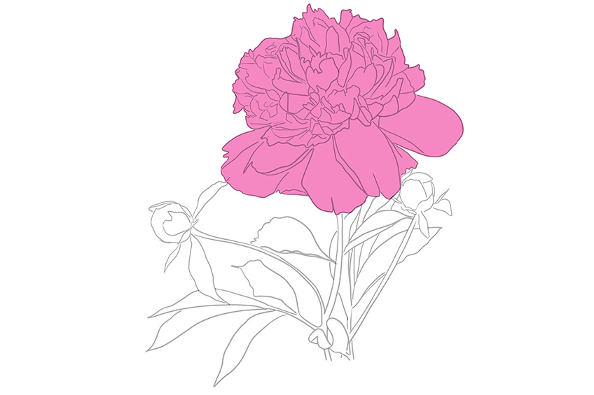 Peony Sketch 10