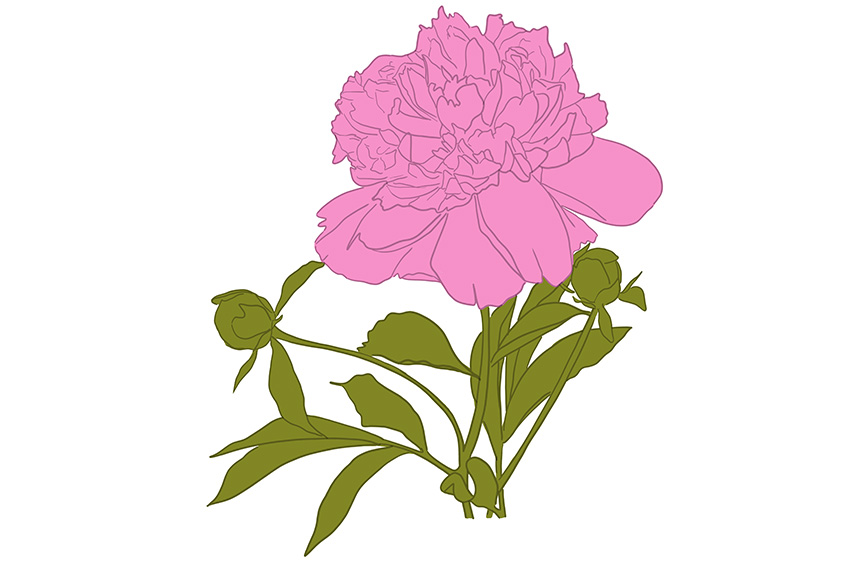 Peony Sketch 11