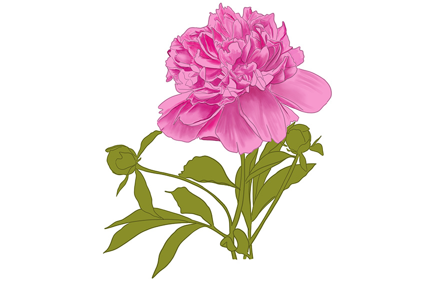 Peony Sketch 12