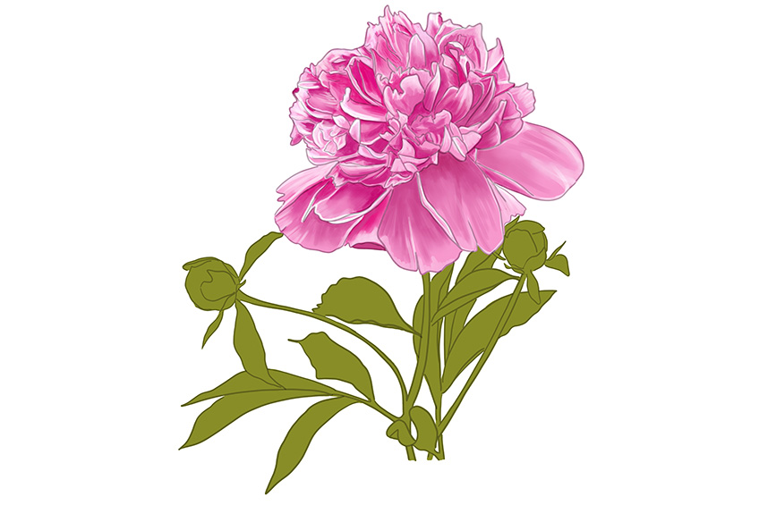 Peony Sketch 13