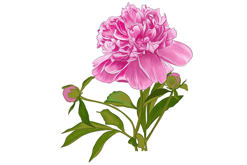 Peony Sketch 14