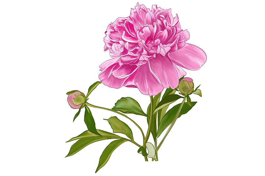 Peony Sketch 15