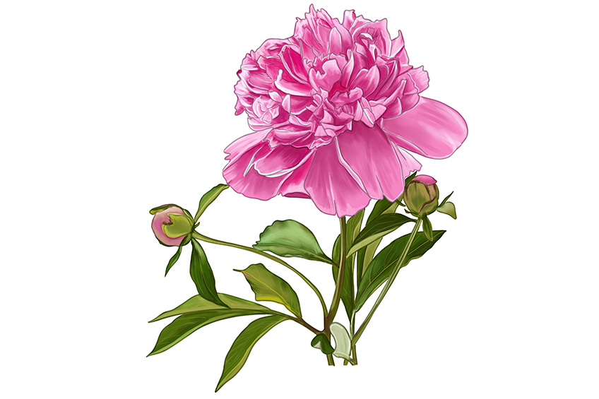 Peony Sketch 17