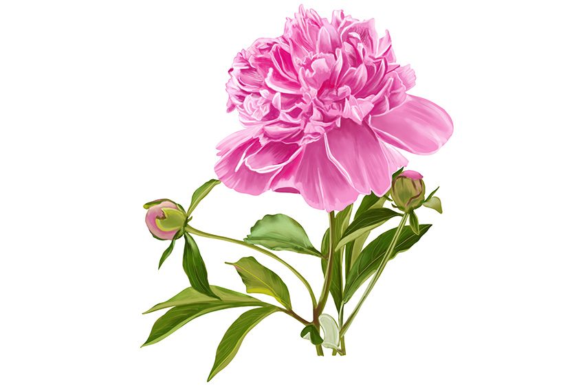 Peony Sketch 18