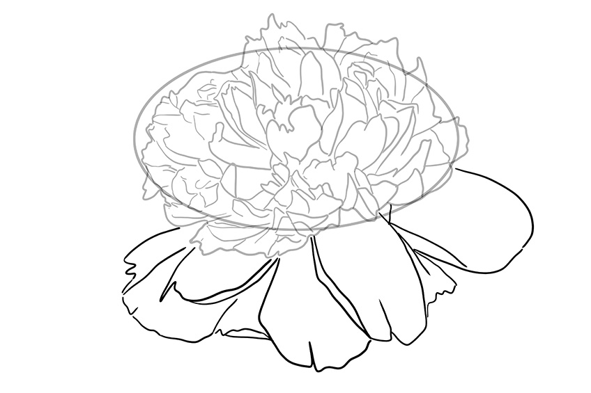 Peony Sketch 6