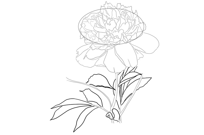 Peony Sketch 8