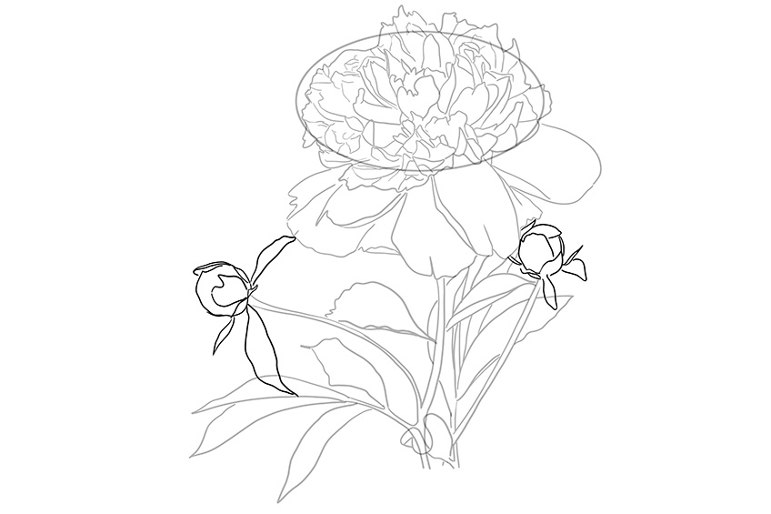 Peony Sketch 9