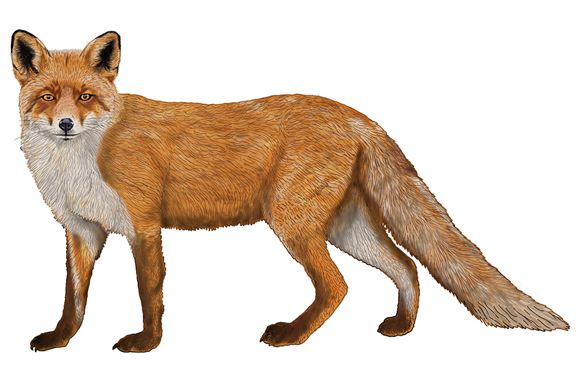 Fox Sketch 17