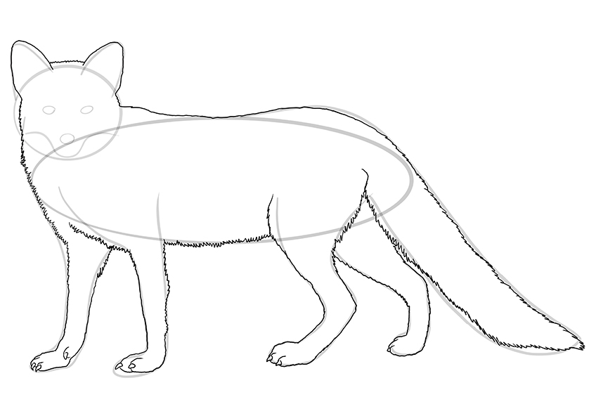 Fox Sketch 9