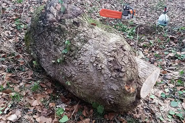 Burl with Bark Still Attached