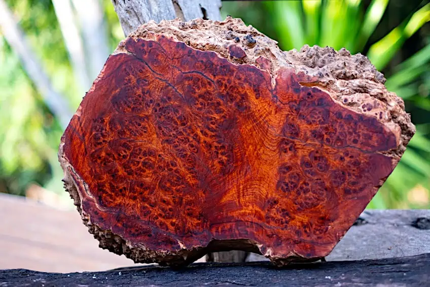 Cross-Section of Tree Burl