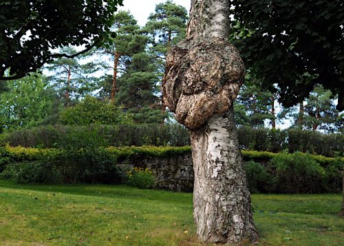 Tree Burl Value - How Much Should You Pay for Burl Wood
