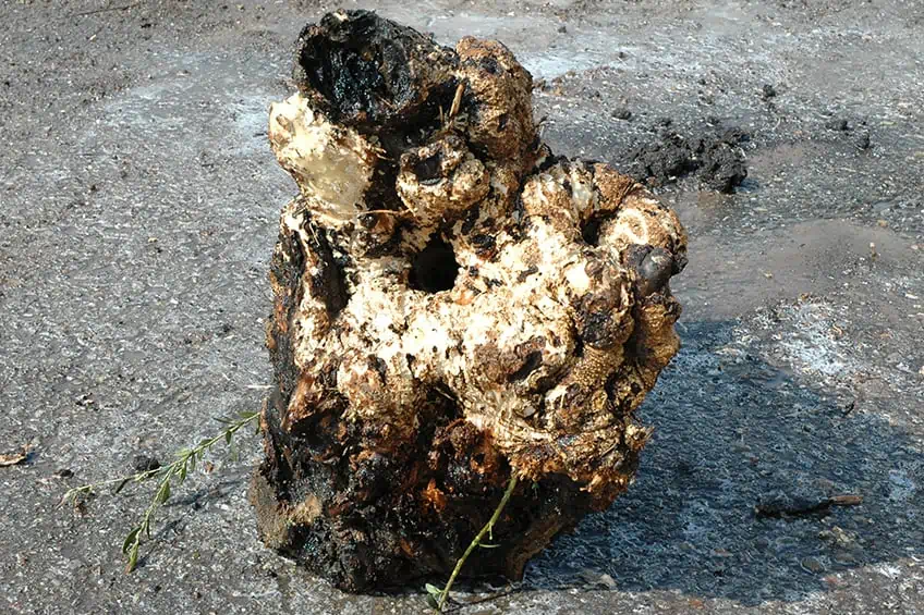 Large Wood Burl