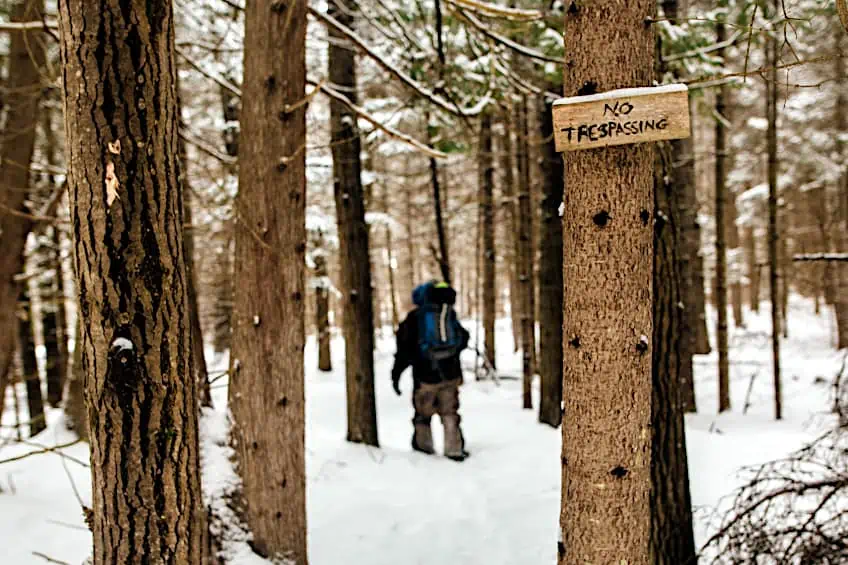 Poaching of Tree Burls Has Increased